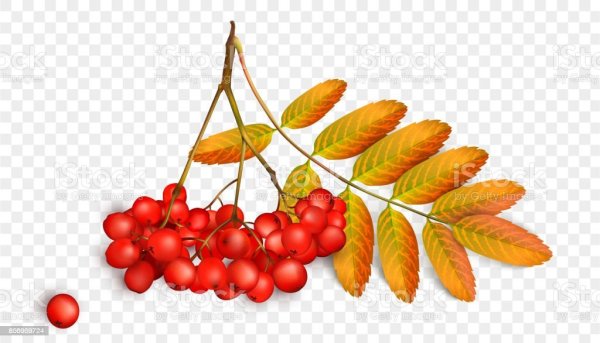 Кисть рябины на белом фоне