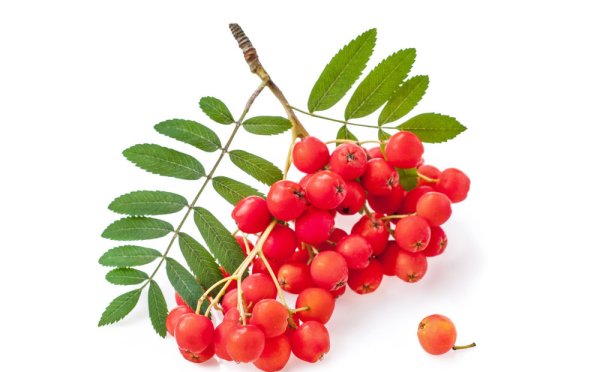 Рябина на белом фоне