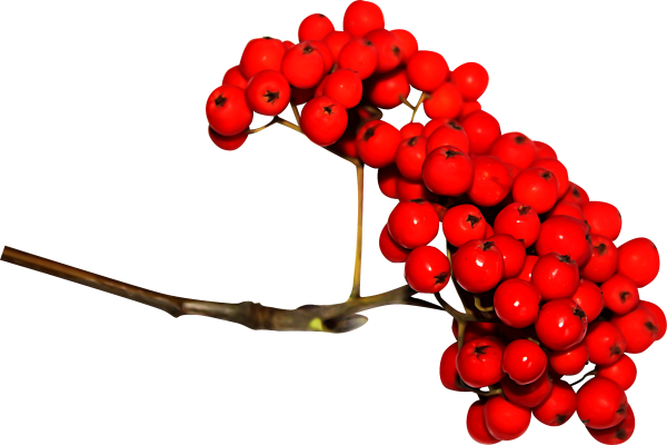 Ветка рябины