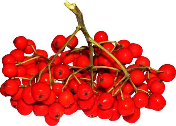 Рябина на прозрачном фоне