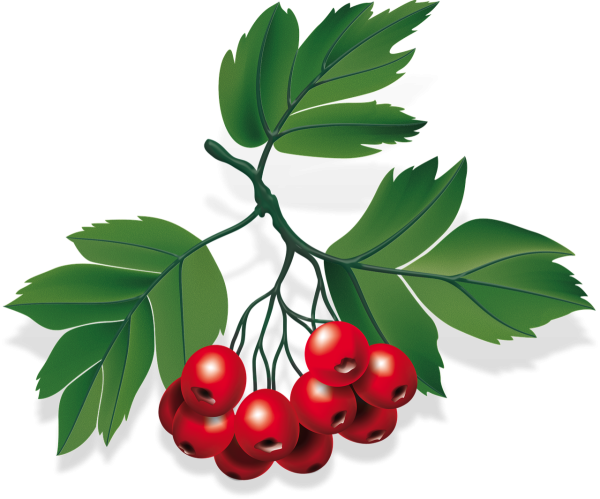 Ягоды рябины на белом фоне