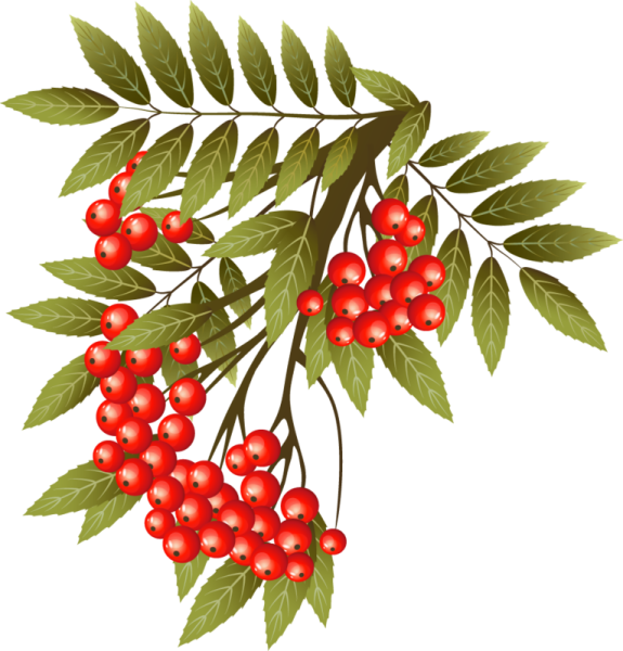 Веточка Рябинки