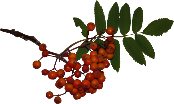 Гроздь рябины