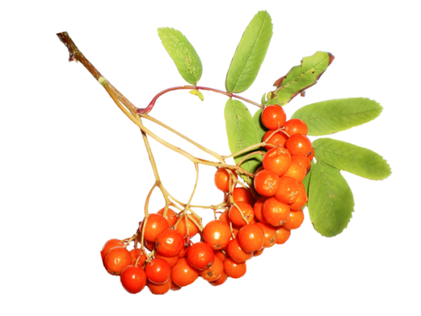 Веточка Рябинки