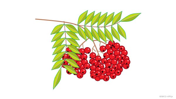 Рябина рисунок