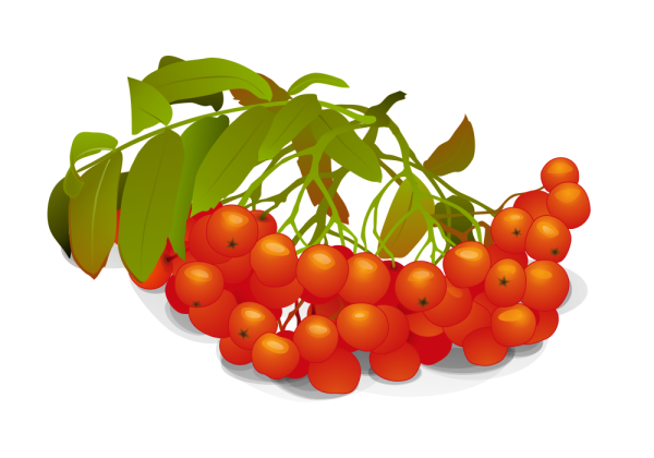 Веточка Рябинки