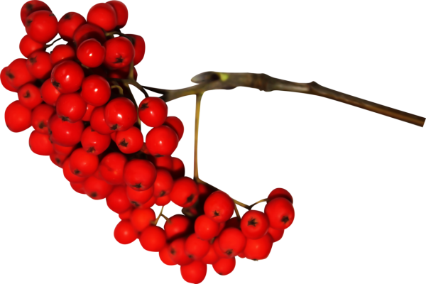 Рябина ягода