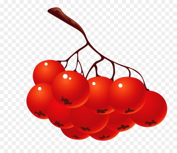 Рябина вектор