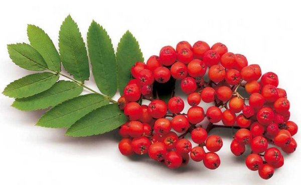 Гроздь рябины