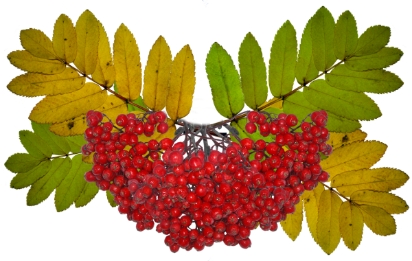 Гроздь рябины Рябинка