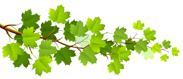 Веточка дерева на прозрачном фоне