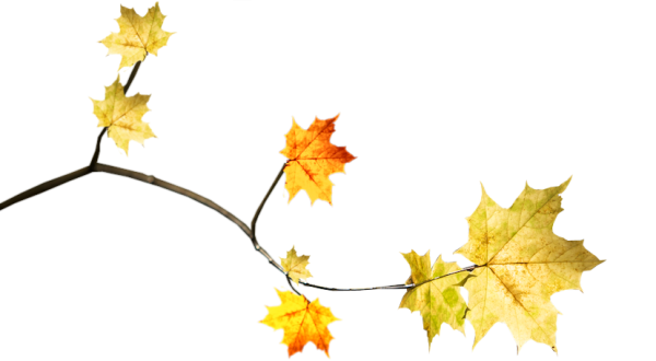 Кленовые листья ветвь