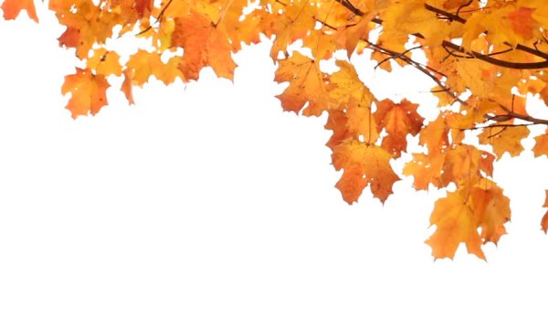 Осенняя ветка на белом фоне