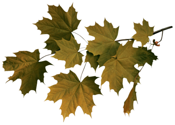 Ветка клена