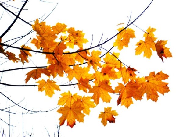 Осенняя ветка на прозрачном фоне