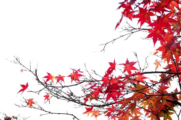 Осенняя ветка