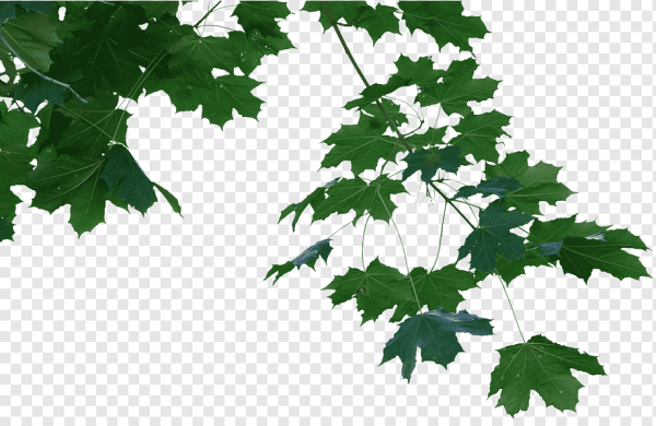 Ветка клена на прозрачном фоне