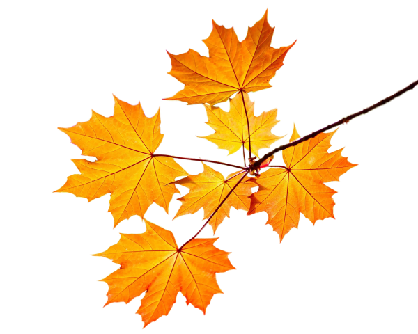 Осенний листок