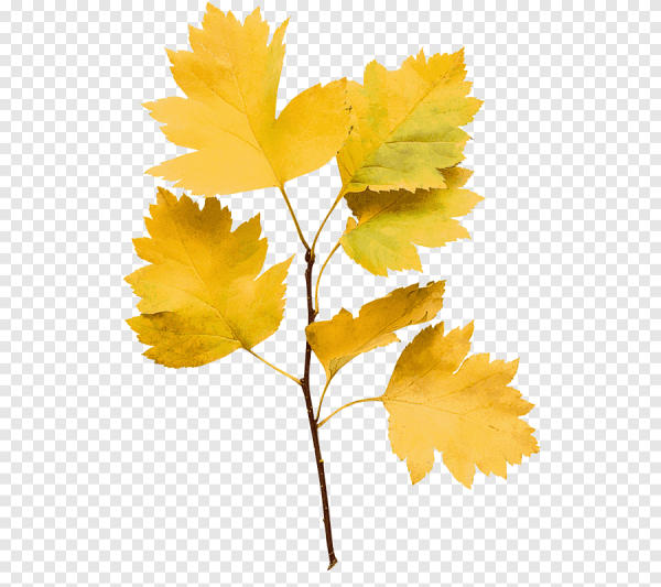 Ветка клена