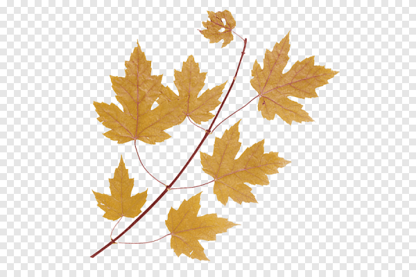 Ветви клена