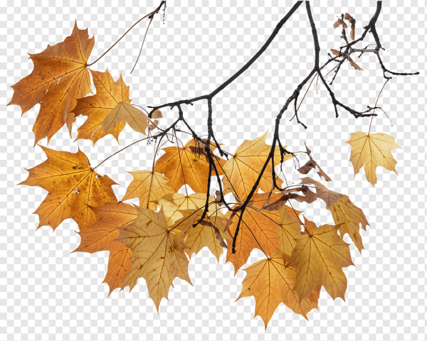 Осенние листья