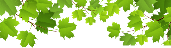 Листья деревьев для фотошопа