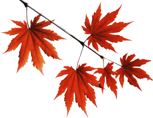 Красные осенние листья без фона