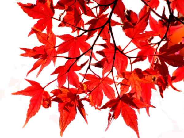 Осенние листья