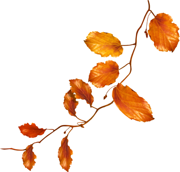 Ветка с осенними листьями