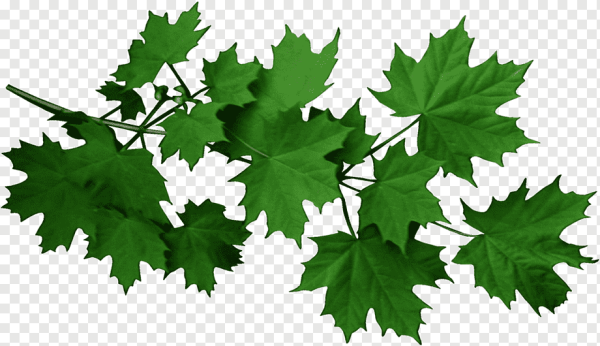 Листья без фона