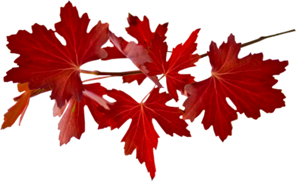 Ветка клена на прозрачном фоне