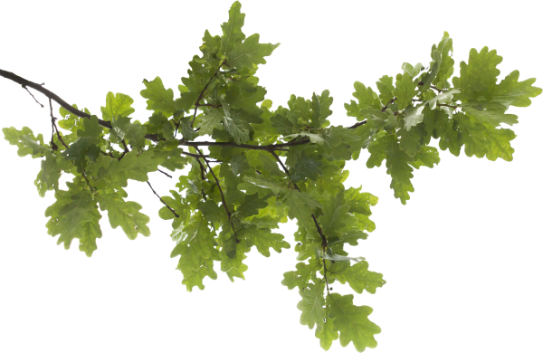 Ветка на прозрачном фоне