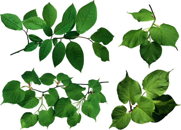 Ветка с листьями