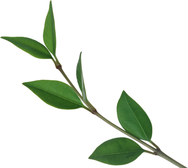 Стебель с листьями