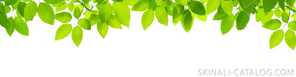 Зеленые листья на прозрачном фоне