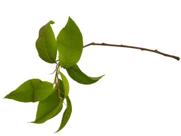 Ветка с листочками