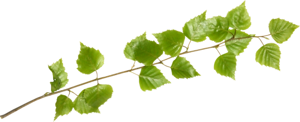 Берёза листья