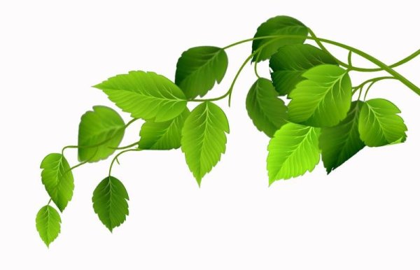 Береза ветка с листьями