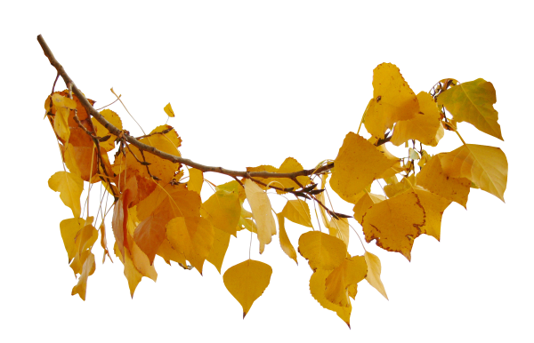 Ветки береза