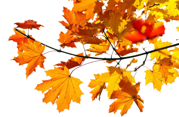 Ветка клена на прозрачном фоне