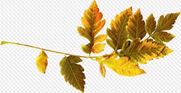 Ветки с желтыми листьями на прозрачном фоне