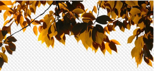 Осенняя ветка на прозрачном фоне