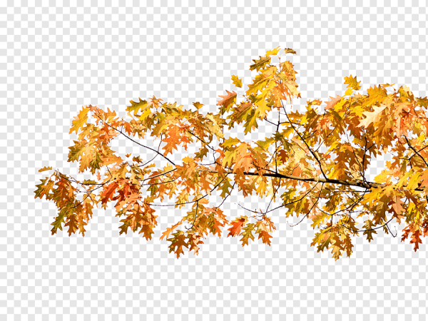 Осенняя ветка