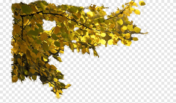 Ветка осеннего дерева