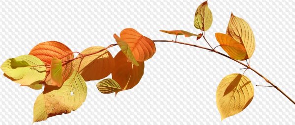 Осенние листья на прозрачном фоне