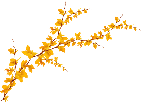 Ветка на прозрачном фоне