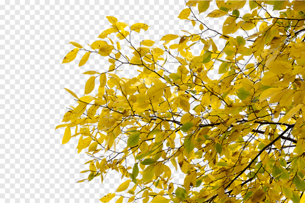 Ветка с желтыми листьями