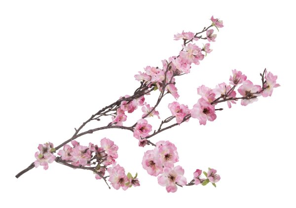Ветка Сакуры на белом фоне