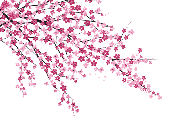 Черри блоссом на прозрачном фоне