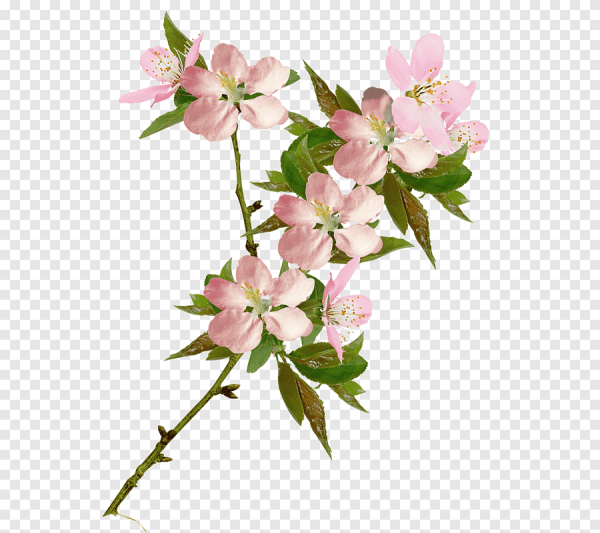 Яблоневая ветка с цветами